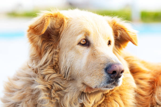 istock cute, old and sad brown stray dog 1210174596