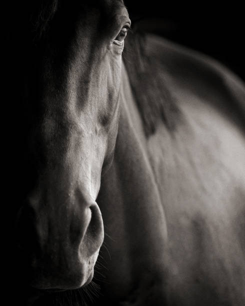 istock Black and white horse portrait 1210175166