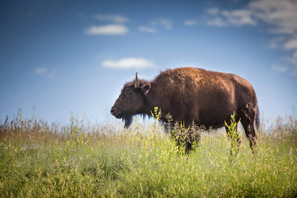 istock Young American Bison in a field 1210176124