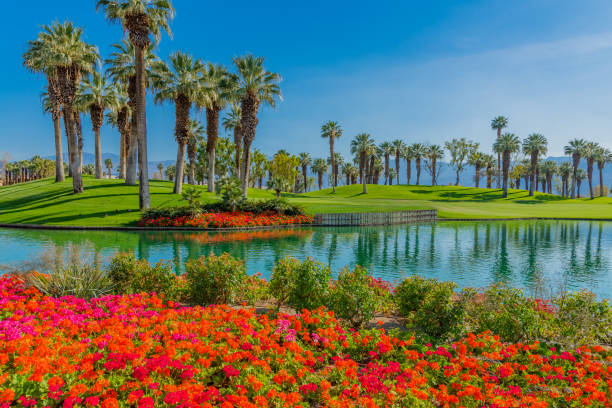 palm trees alinea un cinturón verde y un estanque en palm springs, california - palm desert fotografías e imágenes de stock