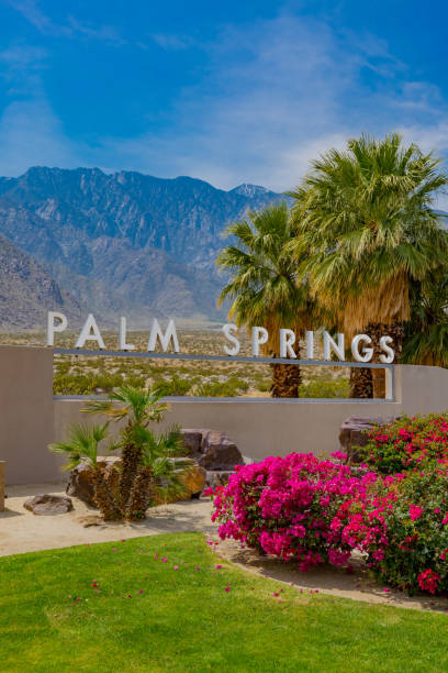 Bougainvillea and palm trees at sign in Palm Springs, California Palm Springs, a city in the Sonoran Desert of southern California, is known for its hot springs, stylish hotels, golf courses and spas. It's also noted for its many fine examples of midcentury-modern architecture. california fuchsia stock pictures, royalty-free photos & images