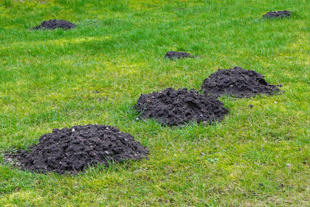istock many fresh mole digs in a green meadow 1210177027