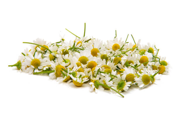 istock Medical camomile isolated 1210177748