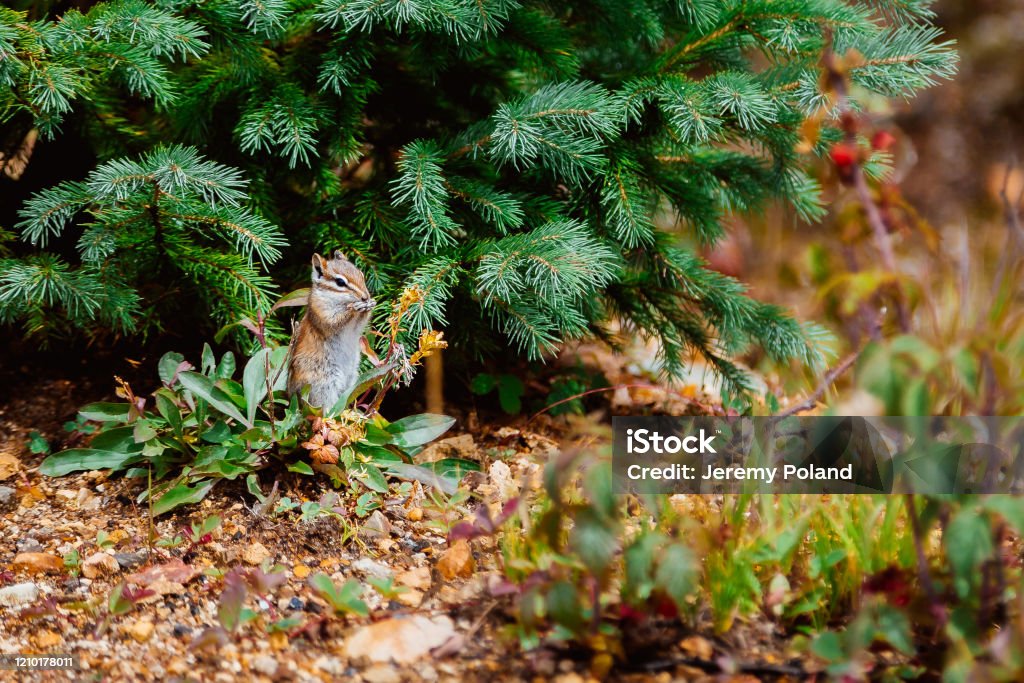 Close-Up Shot of Small Cute Chipmunk Eating a Seed in the Mountains of Yankee Boy Basin in Southern Colorado Near Telluride, Ouray, and Silverton in the Late Overcast Summer Afternoon 4x4 Stock Photo