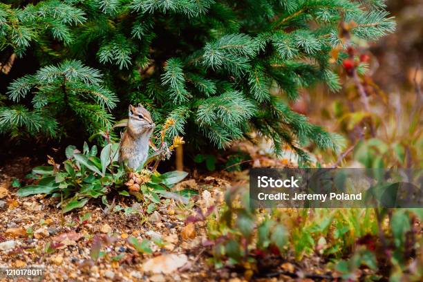 Closeup Shot Of Small Cute Chipmunk Eating A Seed In The Mountains Of Yankee Boy Basin In Southern Colorado Near Telluride Ouray And Silverton In The Late Overcast Summer Afternoon Stock Photo - Download Image Now