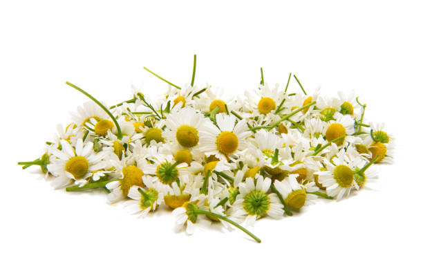 istock Medical camomile isolated 1210178054