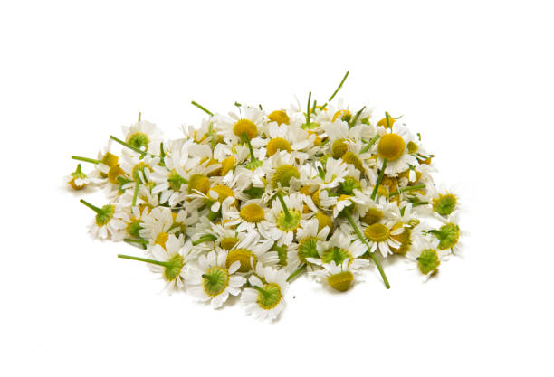 istock Medical camomile isolated 1210178206