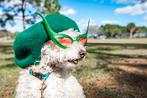 Super lindo cado mezcla perro usando sombrero y gafas photo