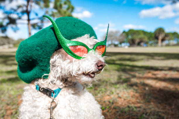 Super cute poodle mix dog wearing hat and glasses