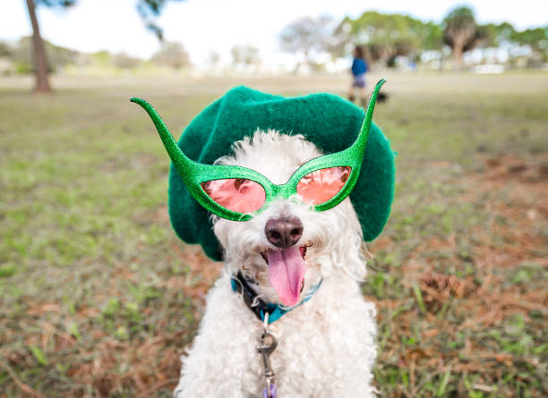 istock Super cute poodle mix dog wearing hat and glasses 1210178823