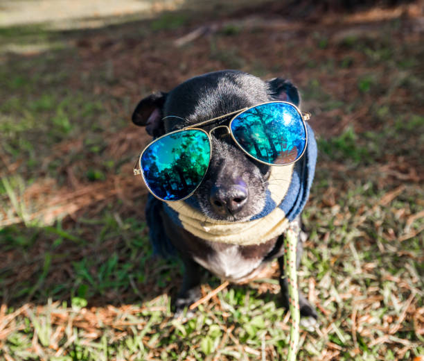 istock Mixed breed black dog in cool sunglasses and scarf 1210178873