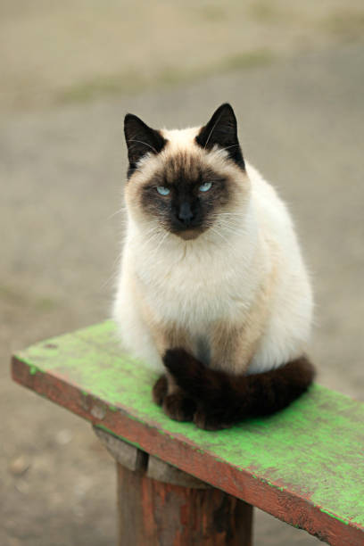 istock portrait of fluffy wild cat 1210180359