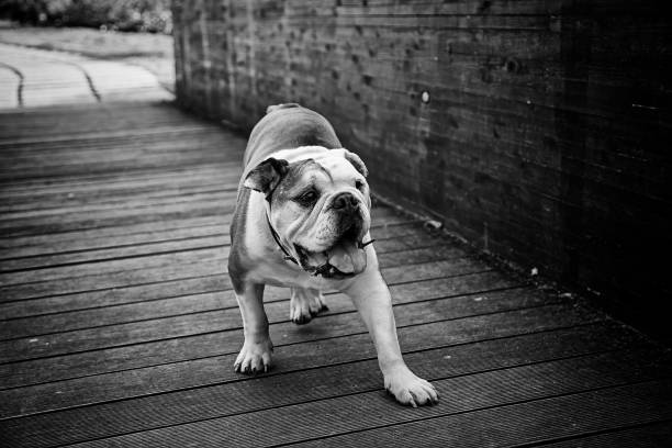 funny english bulldog showing tongue