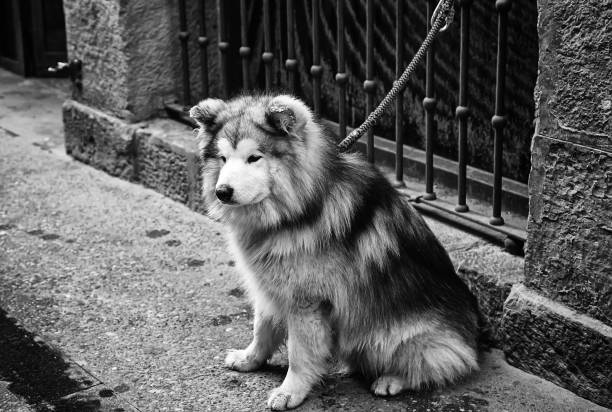 istock Dog tied street 1210181312
