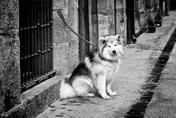 istock Dog tied street 1210181323