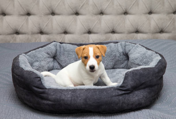 istock Jack Russell Terrier puppy  is chilling at home 1210182389