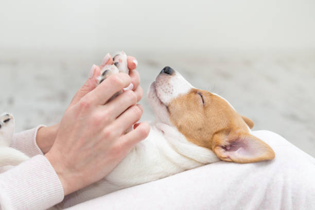istock Puppy Jack Russell dog sleeping Terier the hands 1210182403