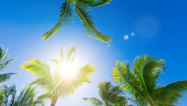 istock Coconut palm trees, beautiful tropical background 1210182527
