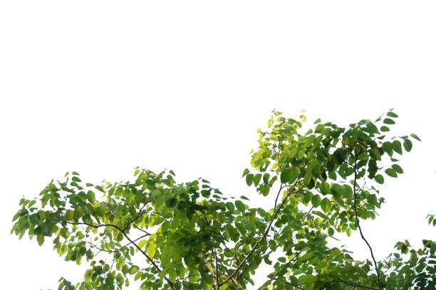 istock Tropical tree leaves on white isolated background for green foliage backdrop 1210182612