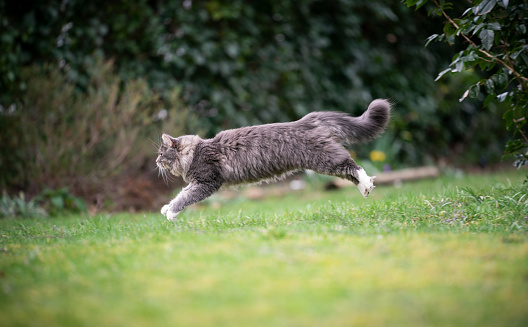 Tabby Cat Stalking outside in tall grass
