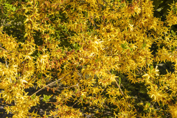 istock Yellow Forsythia flowers on a sunny day. 1210183818