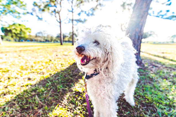 istock Super cute poodle mix dog 1210184123