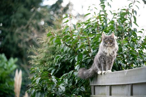 blue tabby maine coon cat standing on gray fence outdoors in the back yard