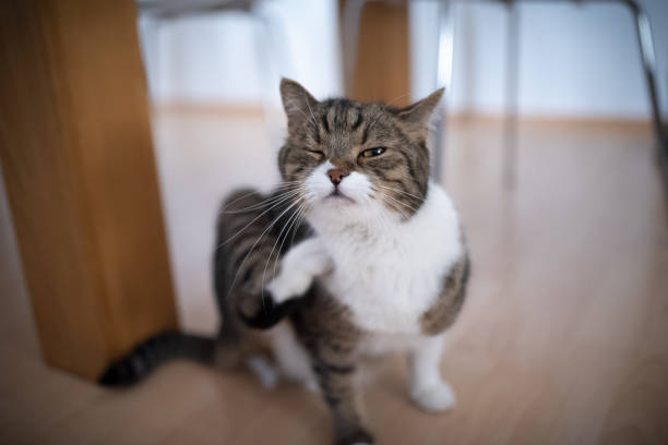 猫を引っ掻く - animal wink ストックフォトと画像