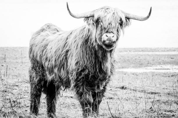 istock Scottish highlander a beautiful wild cow with huge horns 1210185392