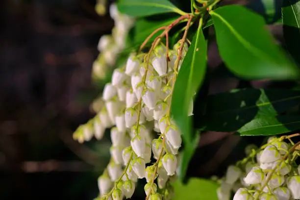 Pieris japonica, the Japanese andromeda or Japanese pieris, is a plant in the family Ericaceae. It is native to eastern China, Taiwan, and Japan where it grows in mountain thickets.