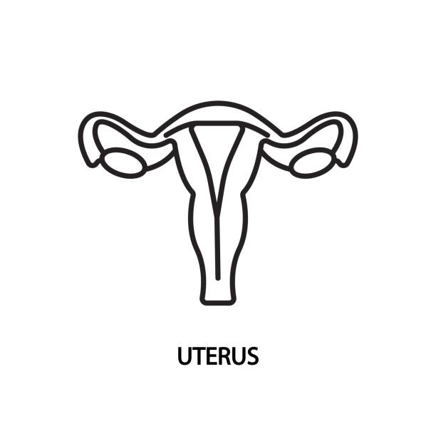 Uterus line icon. Vector illustration female reproductive organ Uterus line flat icon. Vector illustration female reproductive organ reproductive rights stock illustrations