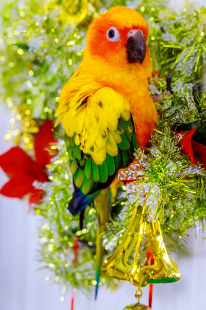 istock Puffy parrot sun conure looking and sitting on christmas ornament. 1210187755