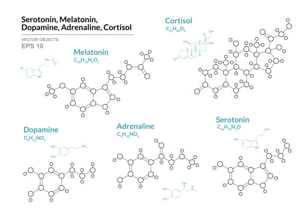 illustrazioni stock, clip art, cartoni animati e icone di tendenza di serotonina, melatonina, dopamina, adrenalina, cortisolo. ormoni. formula chimica strutturale e modello molecolare. design della linea. illustrazione vettoriale - neurotrasmettitore