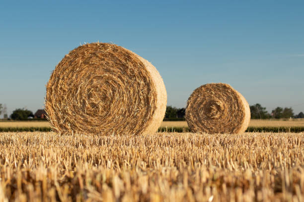 istock hay bundles on a field, after harvesting 1210190371