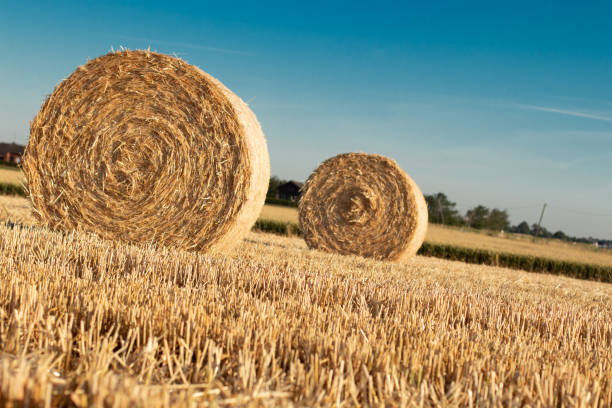 istock hay bundles on a field, after harvesting 1210190430