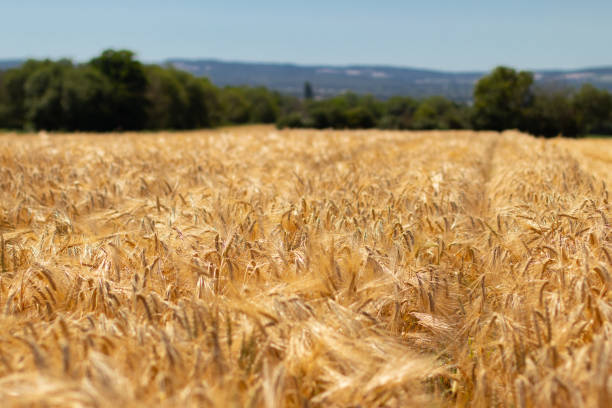 wheat field shortly before harvest time, edge of the field
