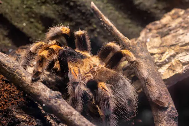 Photo of Mexican redknee tarantula (brachypelma harmori)