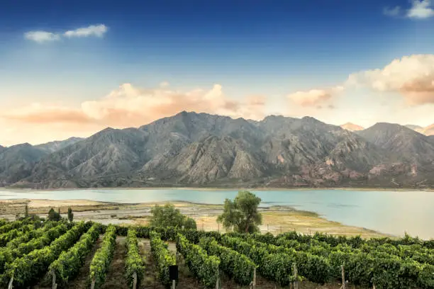 Beautiful Malbec vineyard high in the Andes mountain range. Lujan de Cuyo, Mendoza, Argentina.