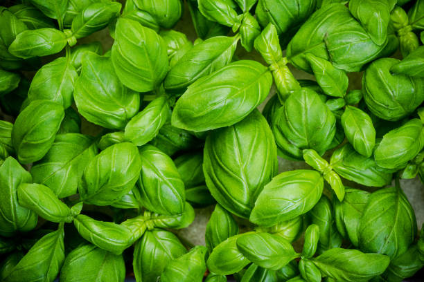 istock Fresh Basil Herb. Top Down Close Up View. Herb Leaves Texture Detail 1210191978