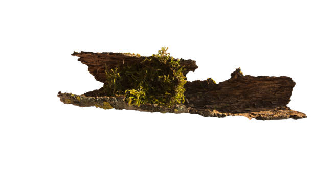 istock Driftwood with green moss, on a white background. 1210192202