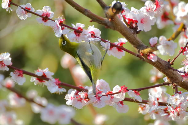 istock Plum blossoms and white-eye.Japanese spring scene 1210192210