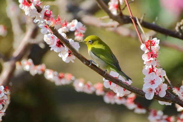 istock Plum blossoms and white-eye.Japanese spring scene 1210192319
