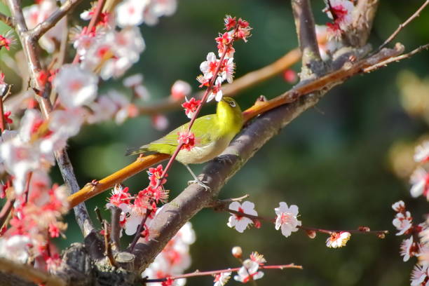 istock Plum blossoms and white-eye.Japanese spring scene 1210192325