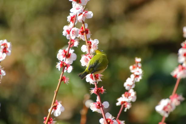 istock Plum blossoms and white-eye.Japanese spring scene 1210192330