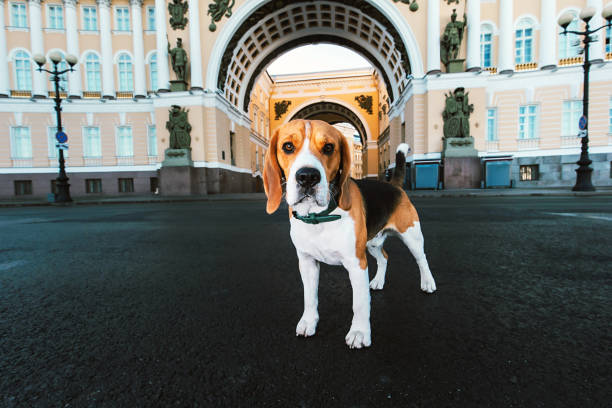 istock Adorable dog standing on asphalt on city square 1210192413