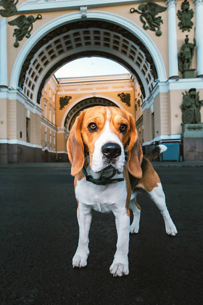 istock Adorable dog standing on asphalt on city square 1210192424