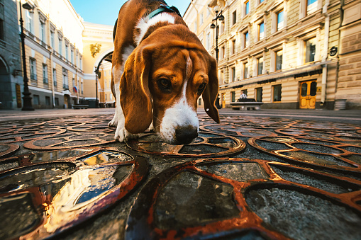 Adorable dog diligently studying road while walking along old structure and buildings in city in bright day