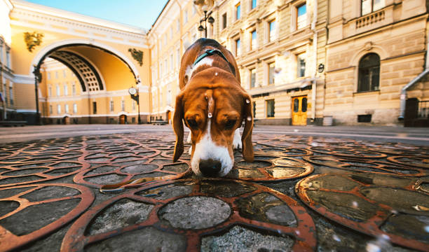 istock Active dog walking sniffing pavement between ancient buildings in city 1210192623