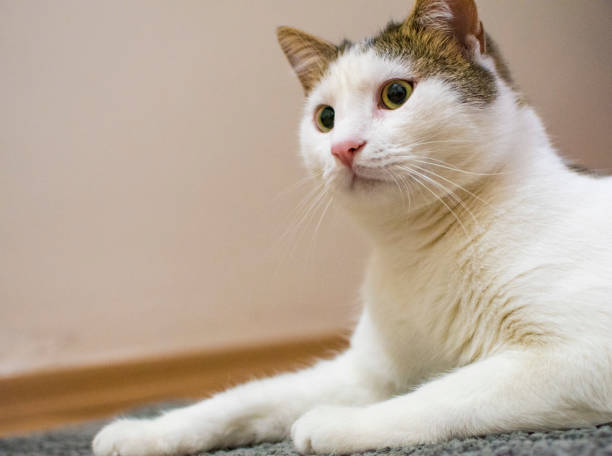 istock Cute white cat sits inside the house 1210193335