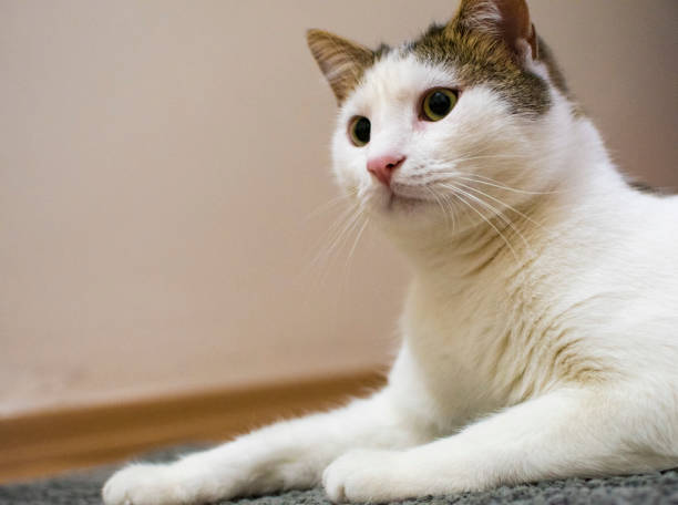 istock Cute white cat sits inside the house 1210193519